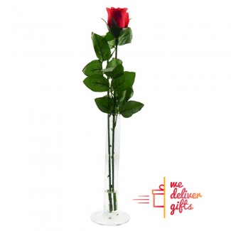 Single Red Rose in a Tube