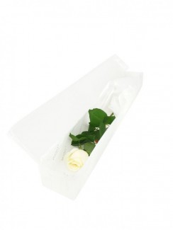 Single Rose in White Box