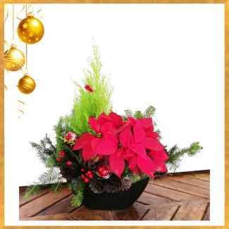 Christmas Poinsettia in Black Pot